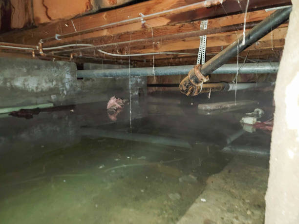 Best Local water damage restoration  in Columbus, NC